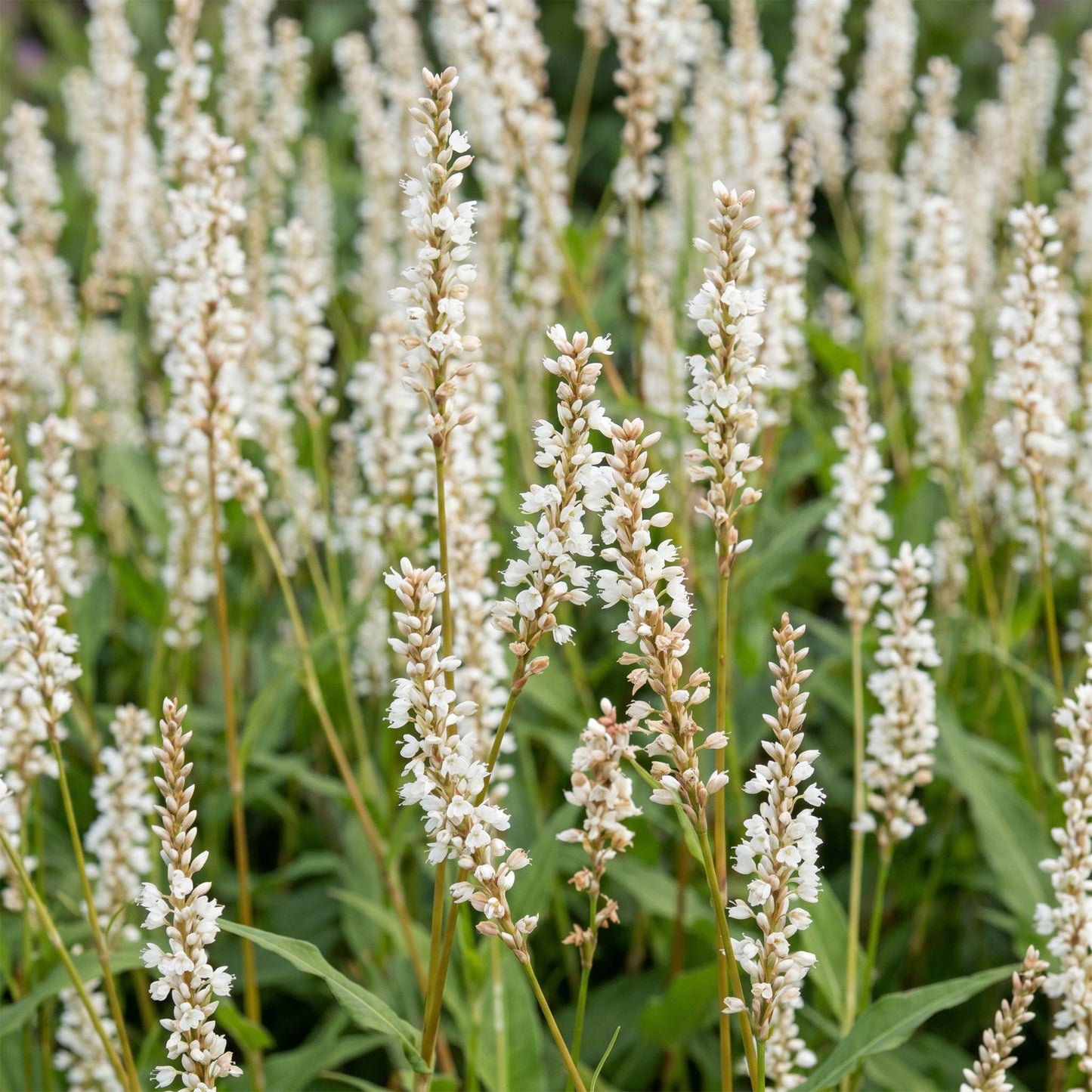 Green boutiQ - Plante vivace - Persicaria ampl. Alba - Renouée - Ombre - Blanc - 6 Plantes - Pot 11 cm - Hauteur 15-25 cm