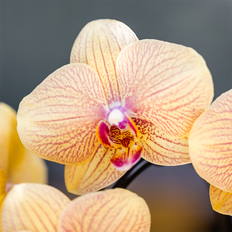 Hummingbird Orchids | Sunny Bunny orchid yellow/pink + Retro ochre decorative pot – pot size Ø12cm | flowering houseplant – fresh from the grower