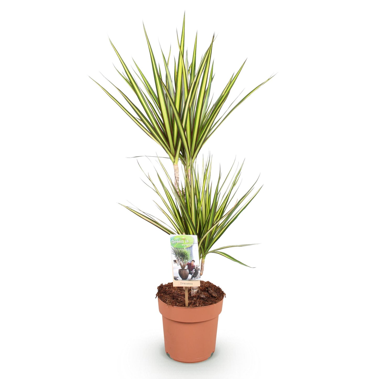 Green BoutiQ - Green is... Houseplants - Dracaena Sunray - Dragon Blood Tree - Low maintenance - Green - 1 Plant - Pot 17cm - Height 70-75cm
