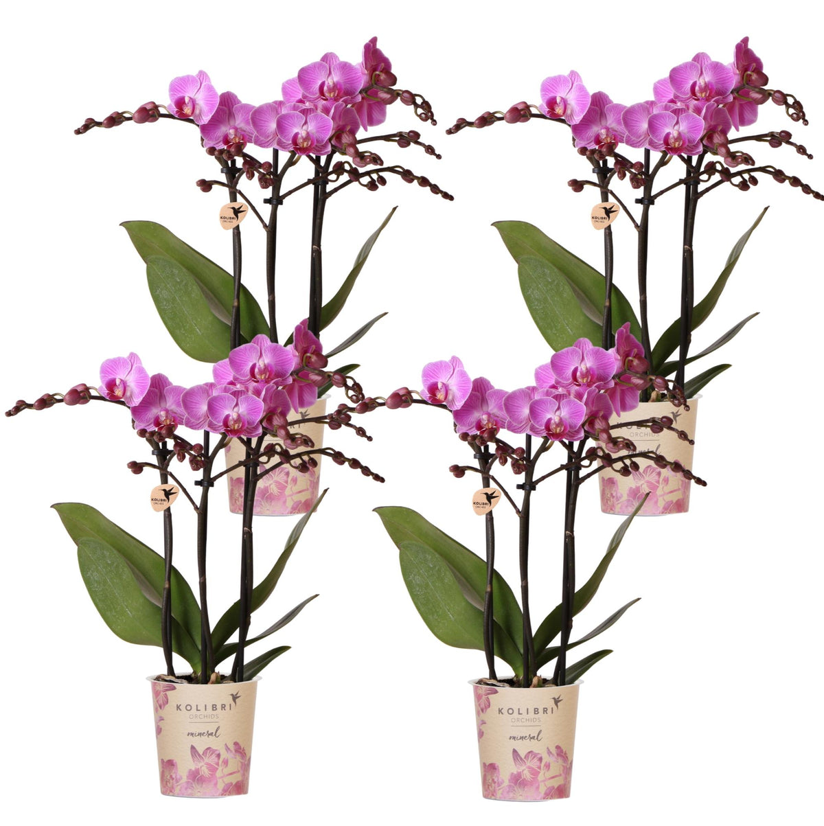 Kolibri Orchids | OFFERTA COMBI di 4 orchidee Phalaenopsis - Vienna - diametro vaso 9 cm | pianta da appartamento fiorita - fresca dal vivaio