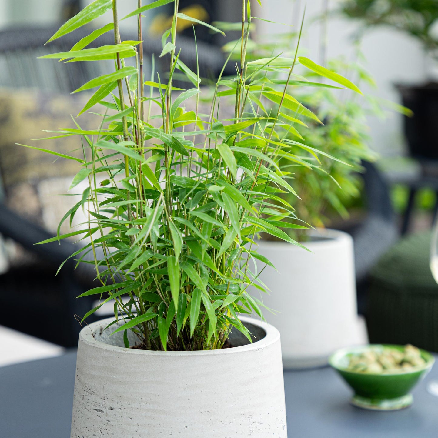 Green boutiQ - Bamboo - Fargesia Blue Dragon - Evergreen - Non-Invasive - Green - 18 Plants - Pot 14cm - Height 35cm