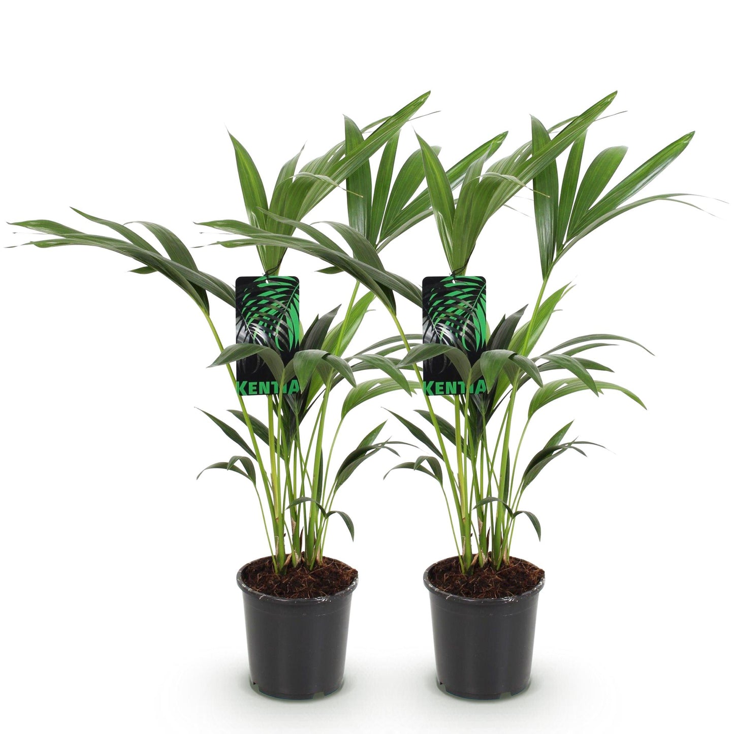 Green boutiQ - Houseplant - Howea Forsteriana - Kentia Palm - Low Maintenance - Green - 2 plants - Pot 17cm - Height 70-75cm