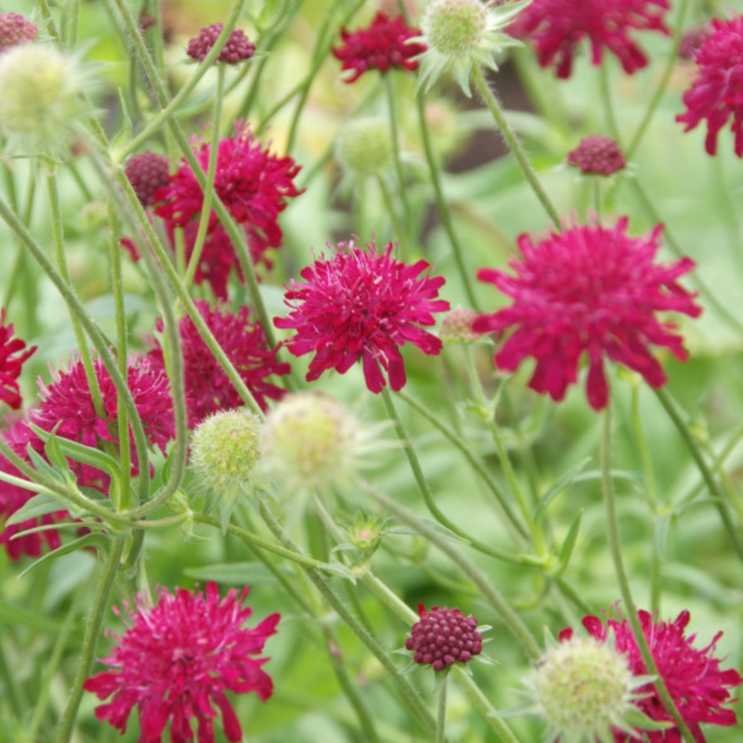 6x Knautia macedonica - ↕10-25cm - Ø9cm