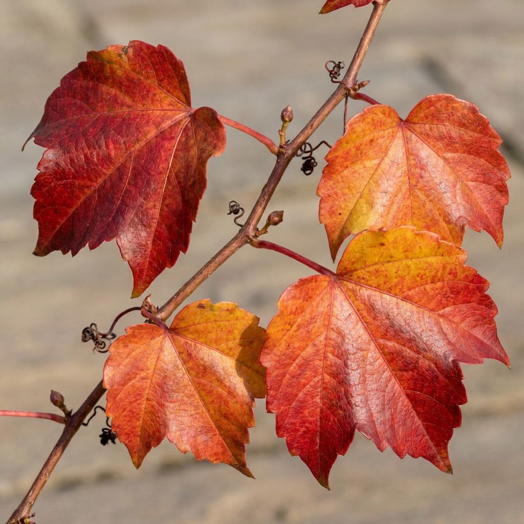 Parthenocissus tr. 'Veitchii Boskoop' - Vite americana - Giallo - Verde - Pianta rampicante - Ø9cm - ↕35cm