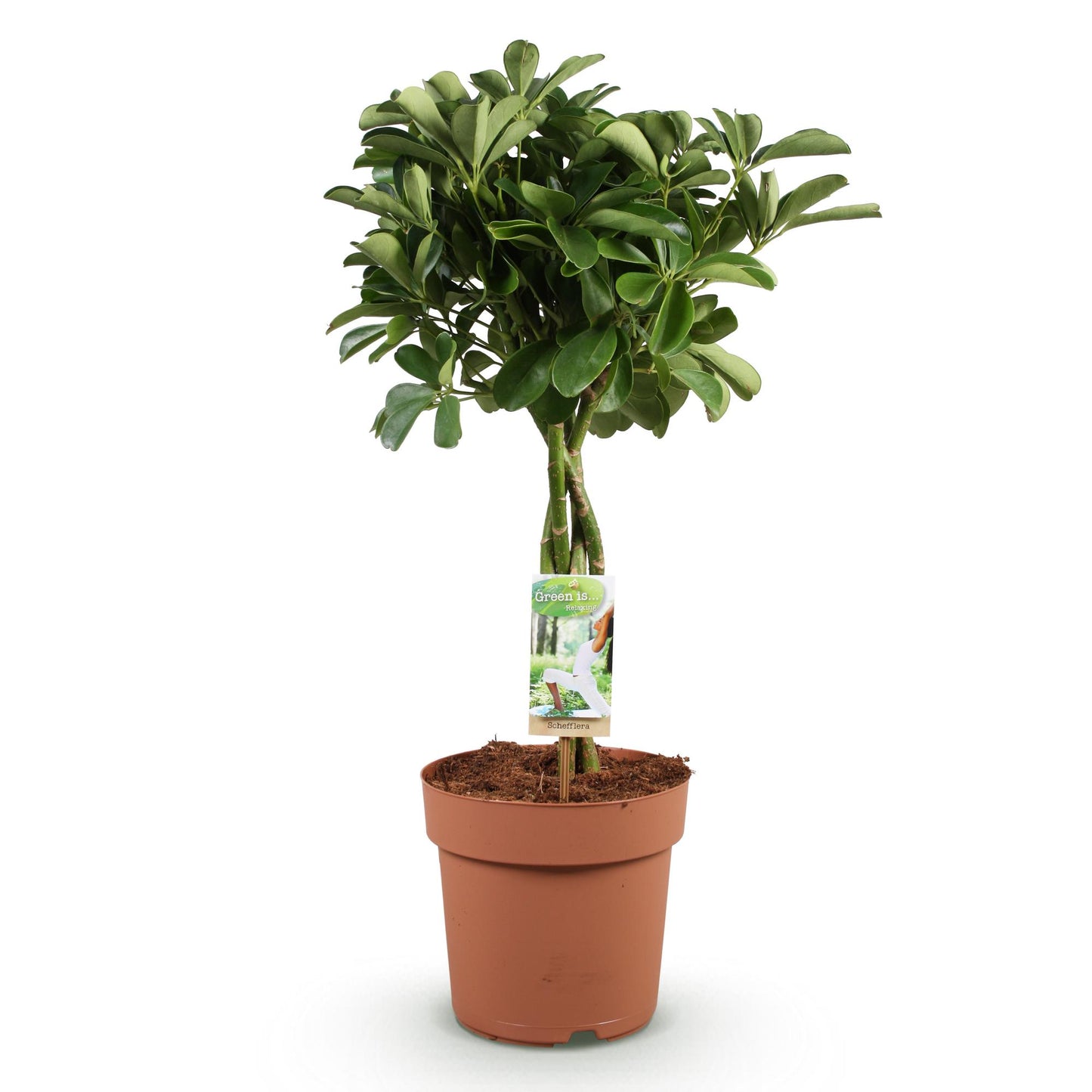Green is... Indoor plants - Schefflera Nora - Umbrella Tree - Low maintenance - Green - 1 Plant - Pot 21cm - Height 70-82cm