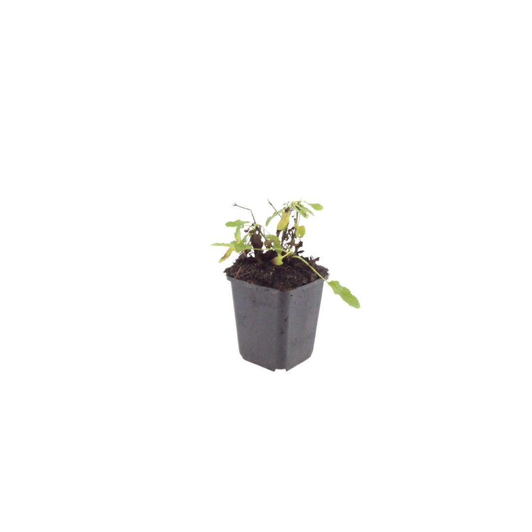 60x Salvia n. 'Schneehugel' - ↕10-25cm - Ø9cm