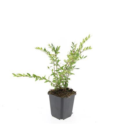 48x Lonicera pileata 'Purple Pearl' - ↕10-25cm - Ø9cm