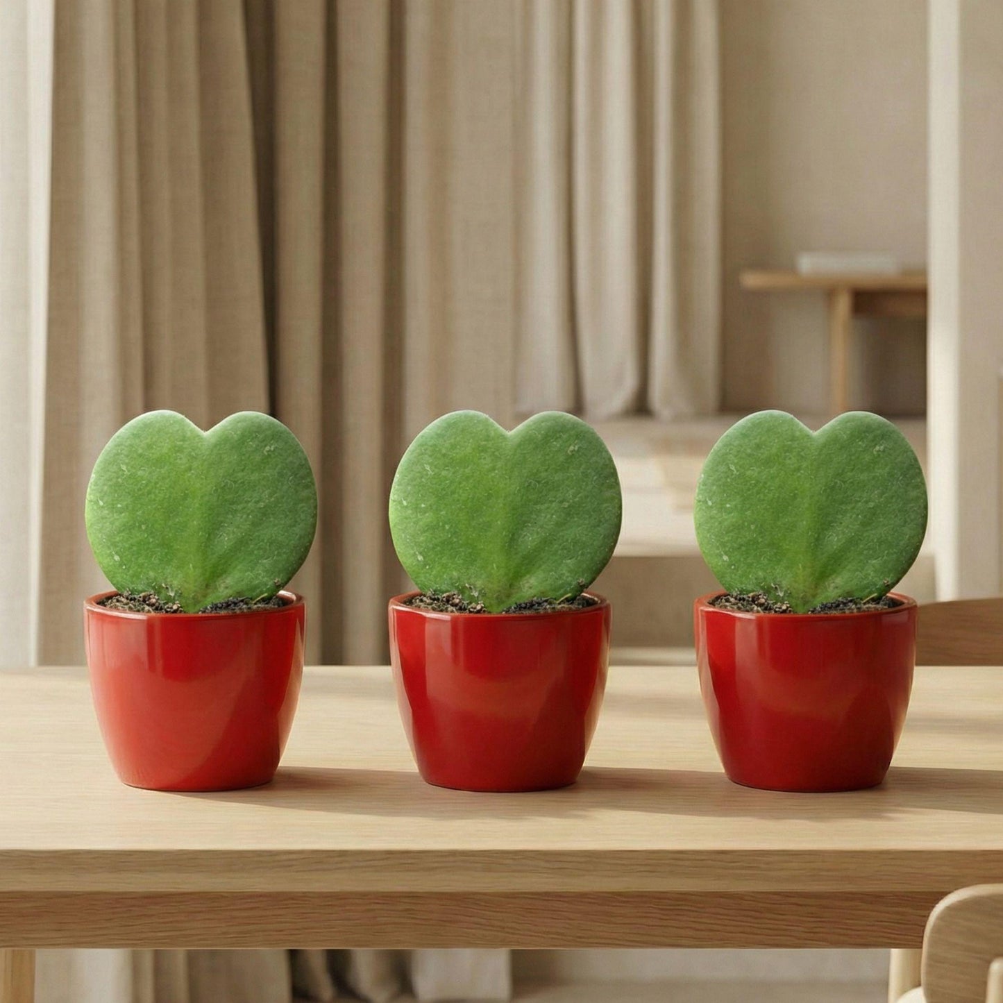 Sweetheart Plant Set - Green Mini Gift - Pot &amp; Plant Set - Red