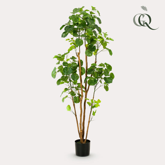 Pianta artificiale - Polyscias - Aralia - 160 cm