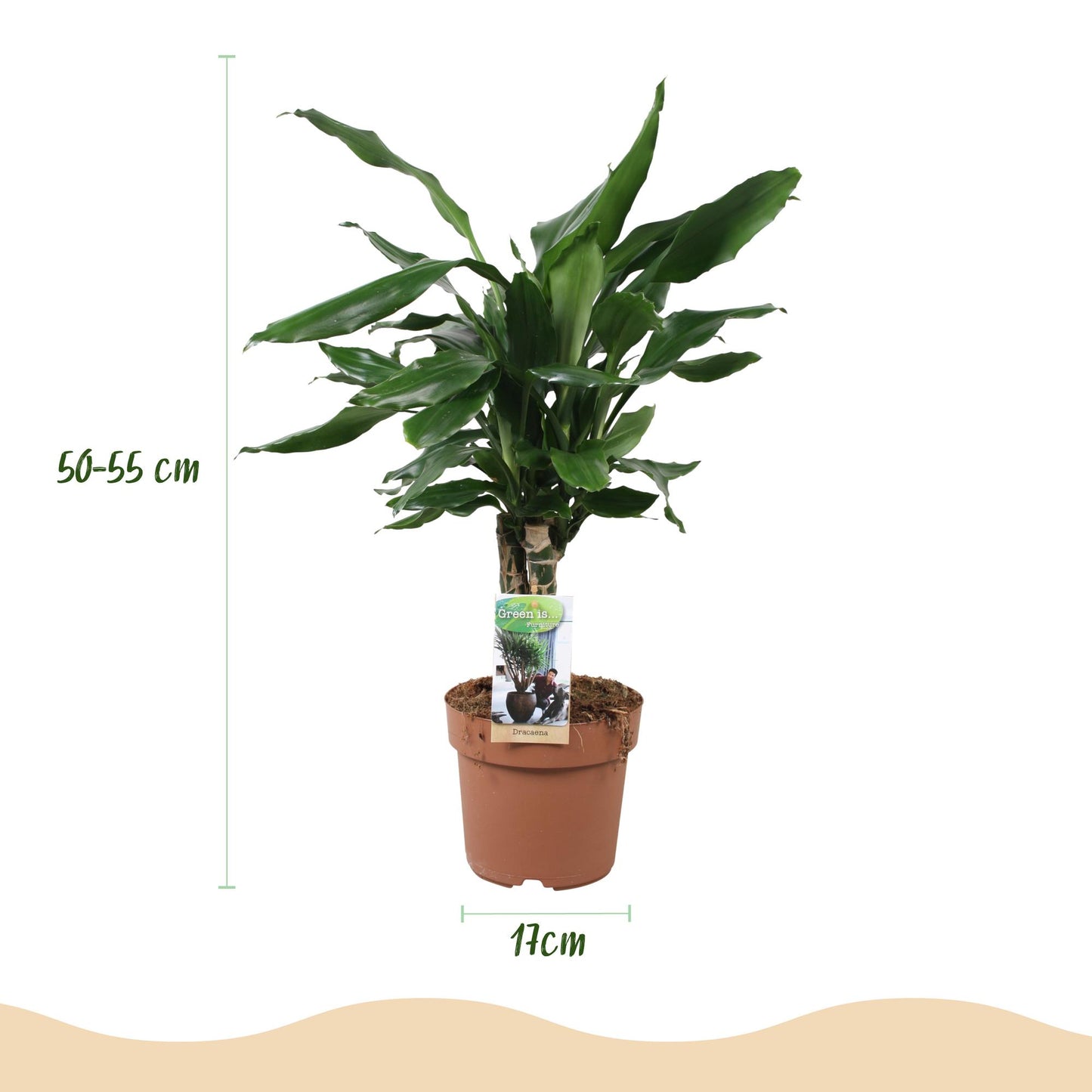 Green BoutiQ - Green is... Houseplants - Dracaena fragrans Steudneri - Dragon Blood Tree - Low maintenance - Green - 2 Plants - Pot 17cm - Height 50-55cm