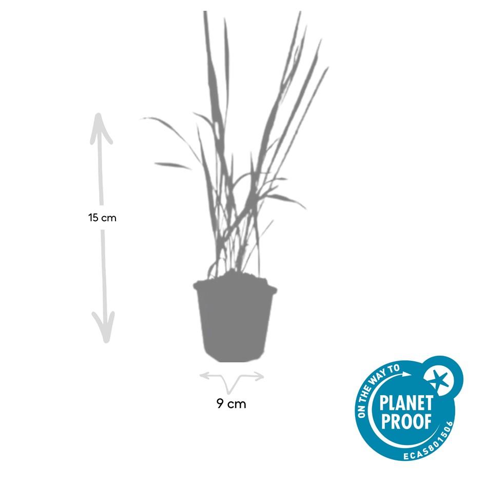 48x Imperata cylindrica 'Red Baron' - ↕10-25cm - Ø9cm