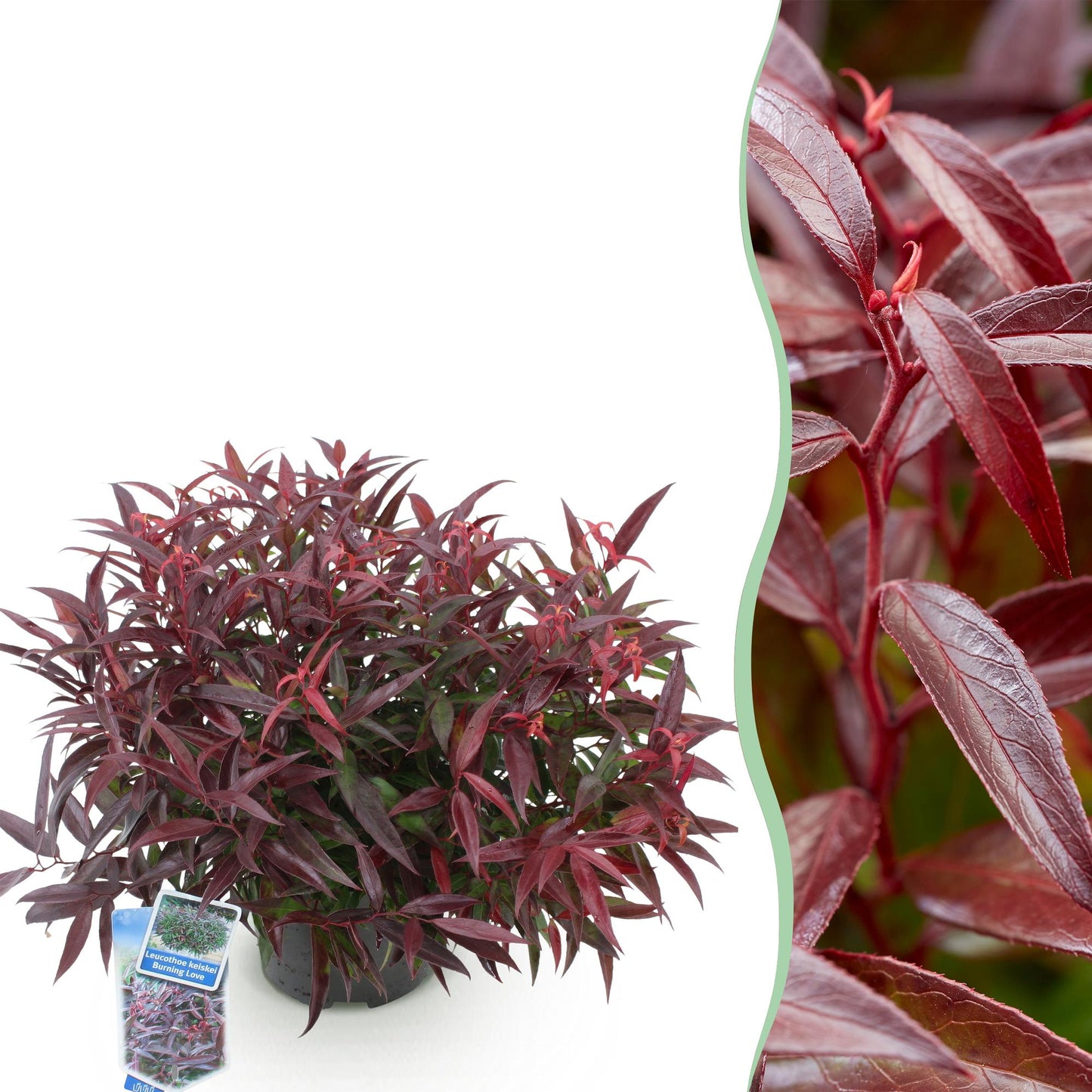 Pianta da giardino - Leucothoe Burning Love - Rosso - 1 Pianta - Sempreverde - Poca manutenzione - Vaso 17cm Altezza 45cm