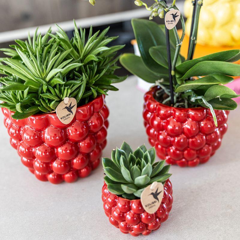 Kolibri Company | Set di piante Orchidea Phalaenopsis rossa Congo e succulente incl. vasi decorativi in ceramica Berry