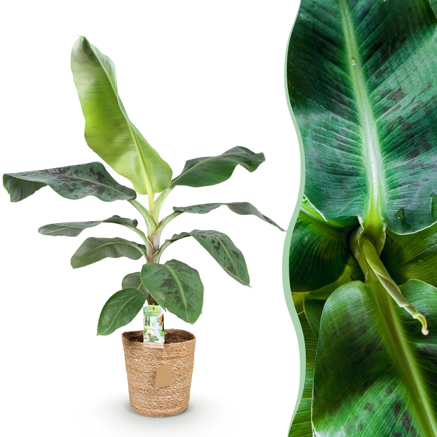 Green boutiQ - Houseplants - Musa acuminata Dwarf Cavendish - Banana Plant - Low Maintenance - with Basket - Green - 1 Plant - Pot 21cm - Height 70-75cm