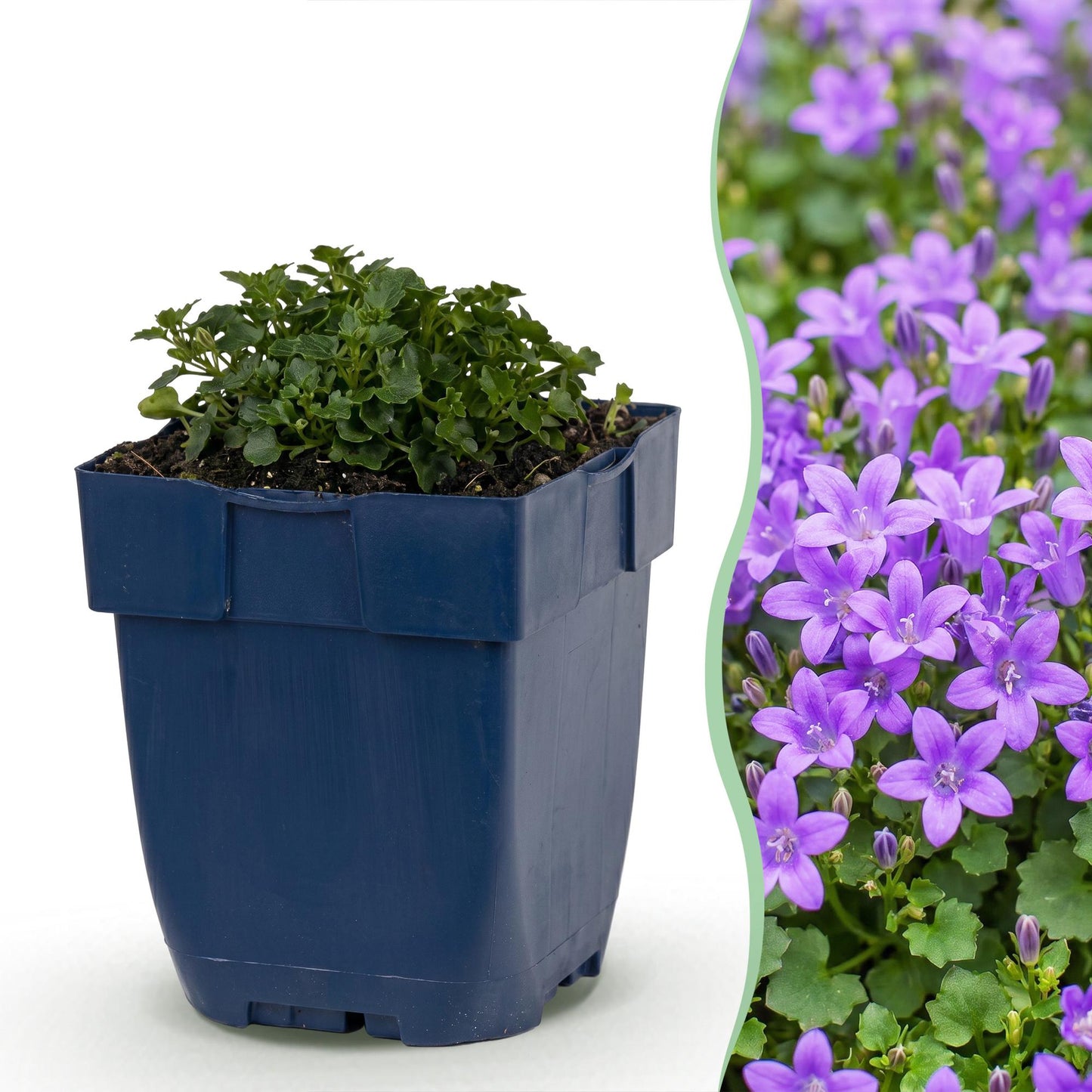 Green boutiQ - Plante vivace - Campanula portenschlagiana - Clocheton feuilles de pêche - Couvrant de sol - Rose - 6 Plantes - Pot 11cm - Hauteur 15-25cm