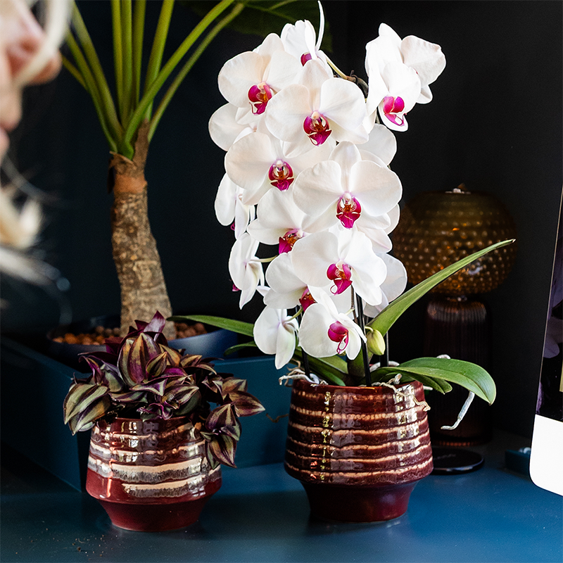 Hummingbird Home | Vaso decorativo Moonstone Burgundy - Ø12cm