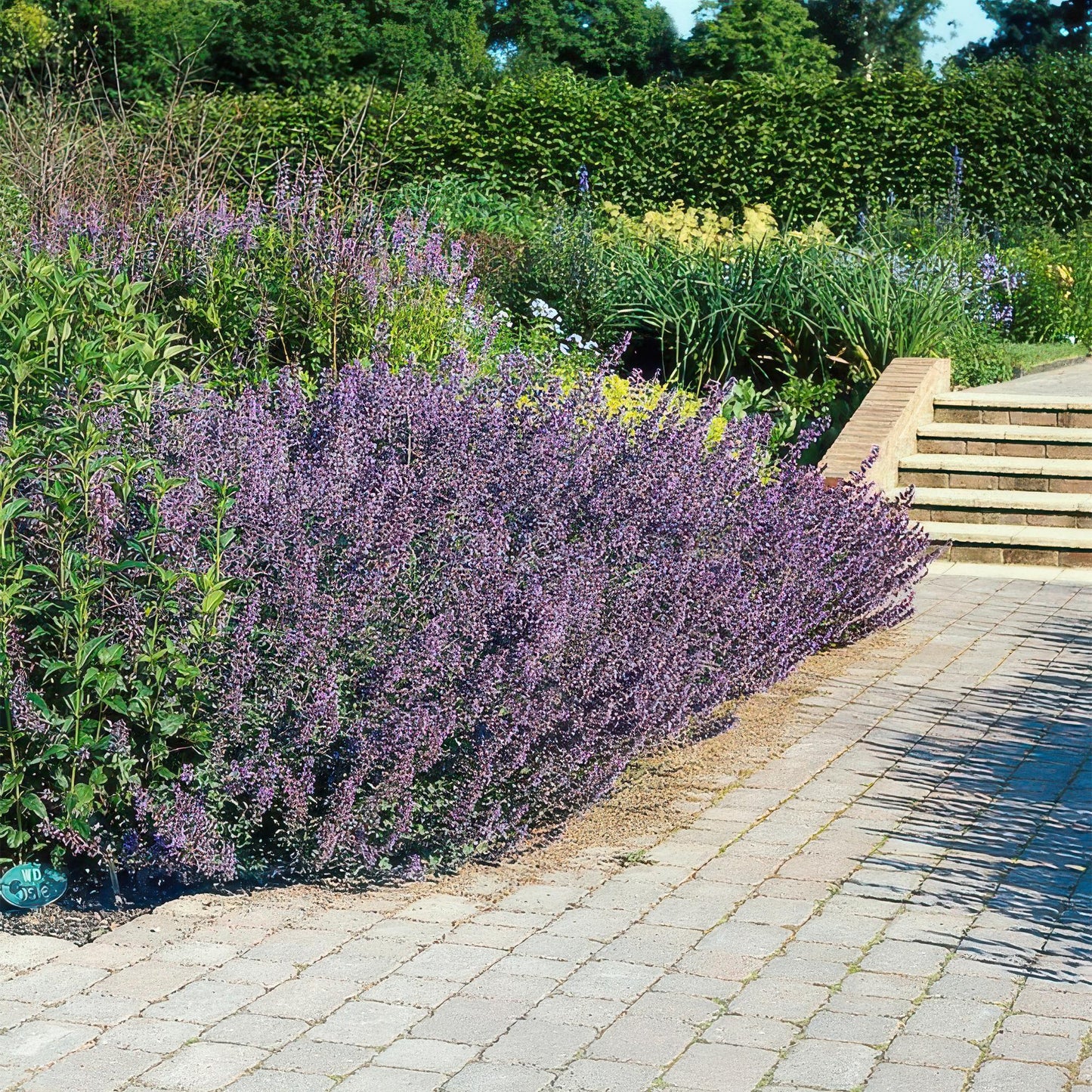 48x Nepeta 'Six Hills Giant' - ↕10-25cm - Ø9cm