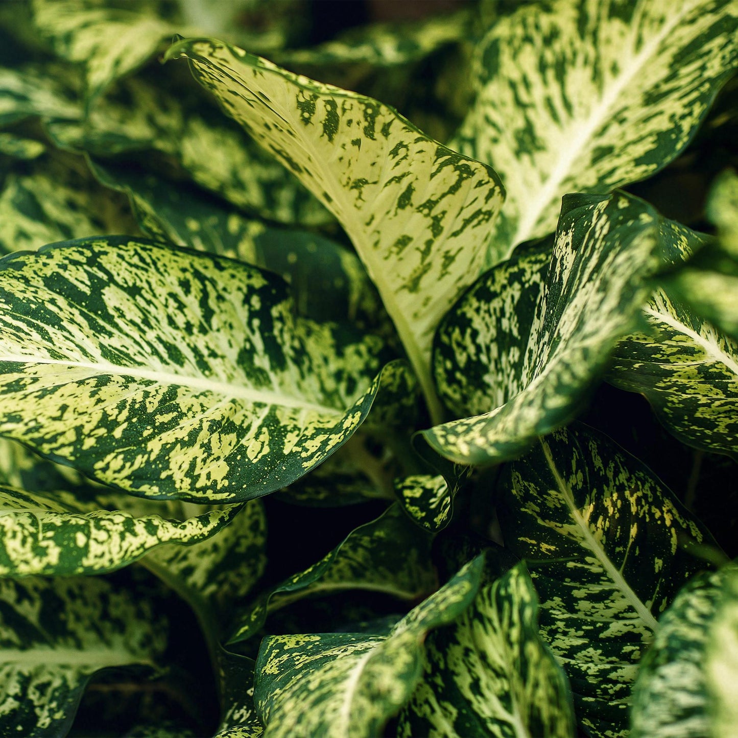 Green BoutiQ - Green is... Kamerplanten - Diefenbachia Compacta - Dieffenbachia - Weinig onderhoud - met mand - Groen - 2 Planten - Pot 17cm - Hoogte 45-50cm