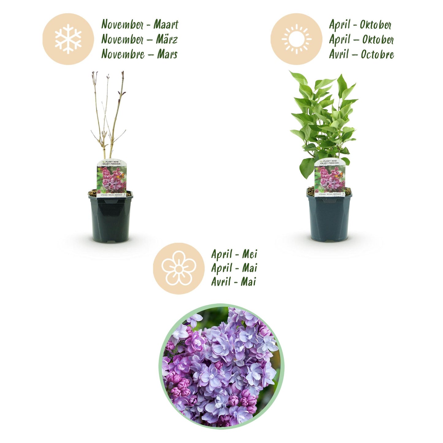 Pianta da Giardino - Syringa vulgaris Michel Buchner - Lillà Comune - Resistente al freddo - Rosa - 1 Pianta - Vaso 17cm - Altezza 45cm