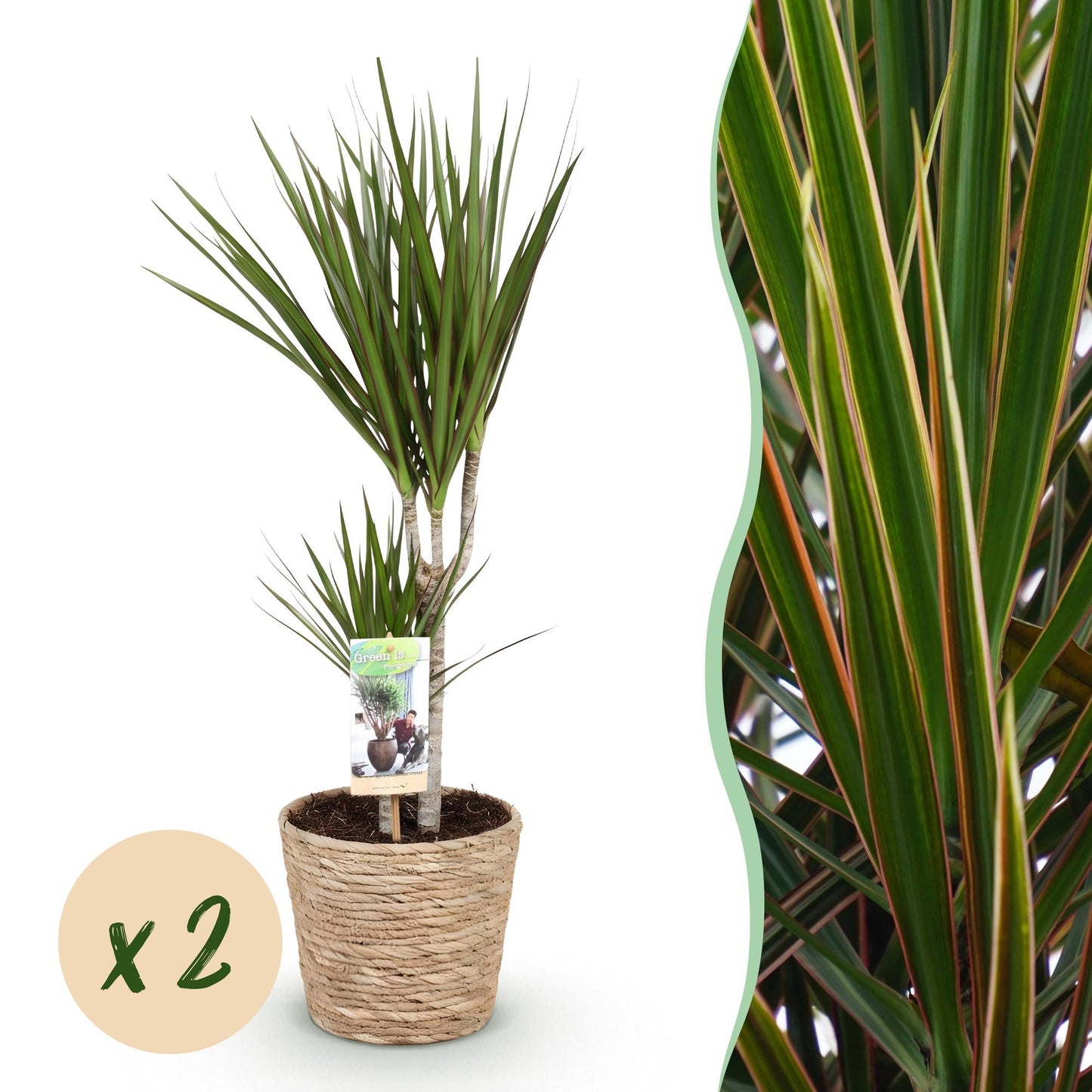Green boutiQ - Houseplants - Dracaena Marginata - Dragon Blood Tree - Low maintenance - with basket - Green - 2 Plants - Pot 17cm - Height 70-80cm