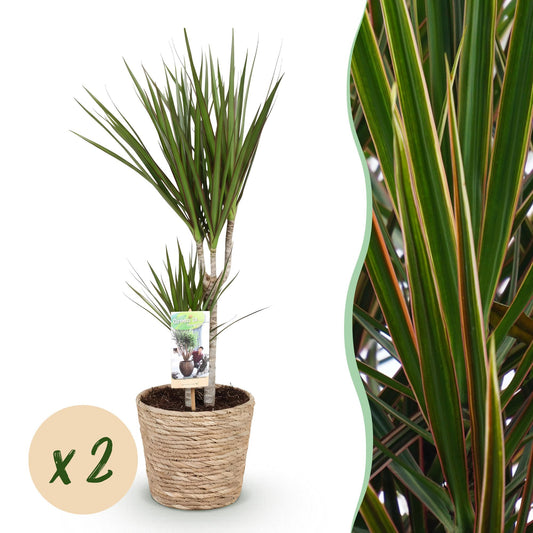 Green boutiQ - Houseplants - Dracaena Marginata - Dragon Blood Tree - Low maintenance - with basket - Green - 2 Plants - Pot 17cm - Height 70-80cm