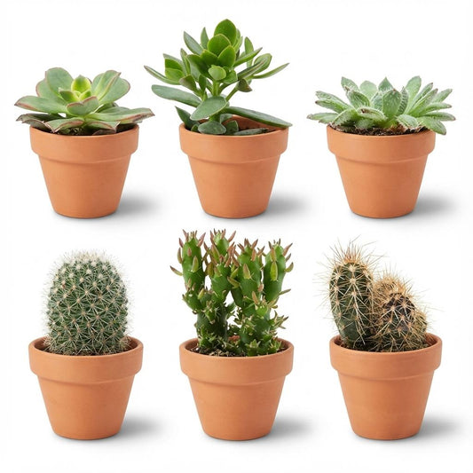 Mini Cactus & Succulent Mix - 6 Pieces - Ø 8.1 cm - Height: 5-10 cm - Terracotta Pots