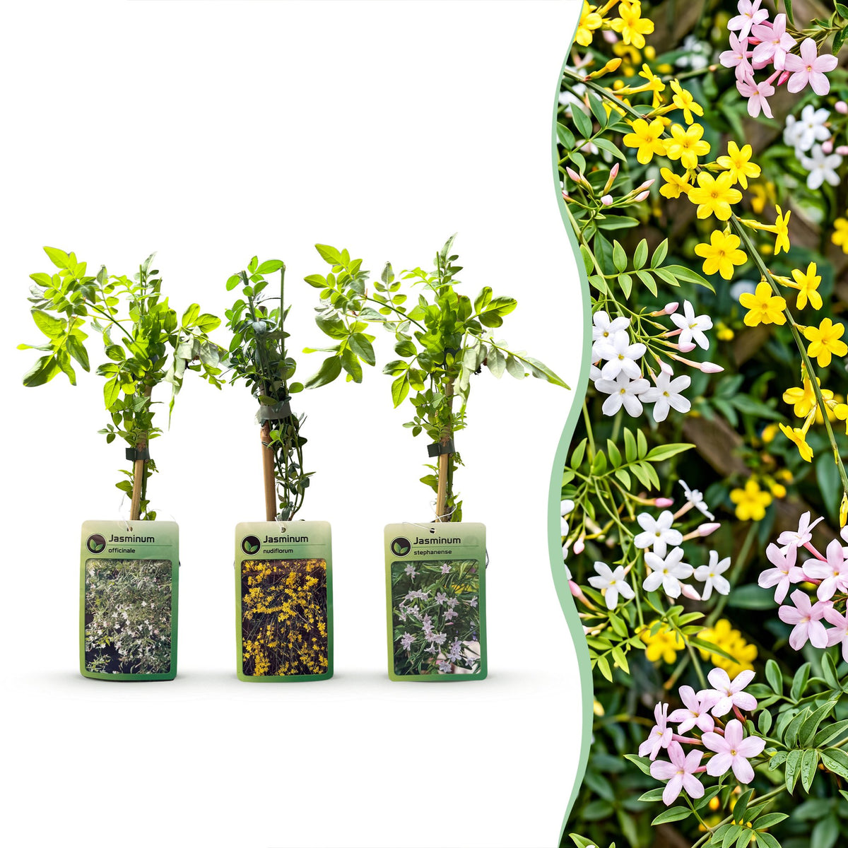 6x Jasminum Tricolour - Tricolor Jasmine - Yellow - White - Pink - Climbing plant - Ø9cm - ↕35cm