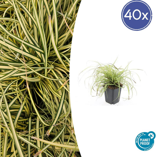 40x Carex oshim. 'Evergold' - ↕10-25cm - Ø9cm