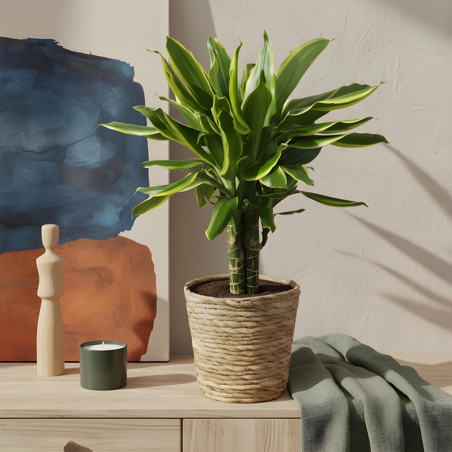 Green BoutiQ - Green is... Houseplants - Dracaena fragrans Golden Coast - Dragon Blood Tree - Low maintenance - Green - 1 Plant - Pot 17cm - Height 50-55cm