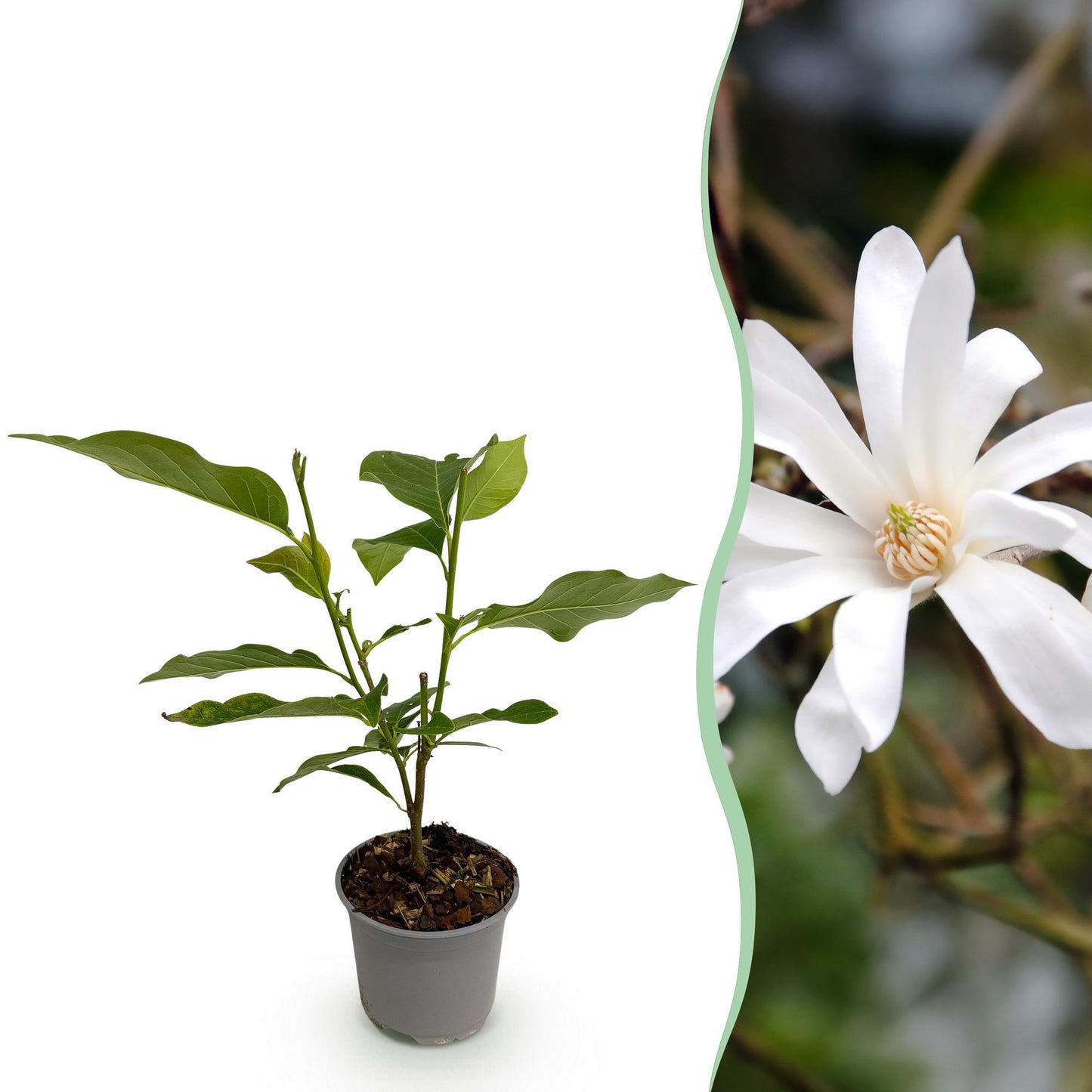 Garden Plant - Magnolia stellata - Flower White - 1 Plant - Deciduous - Low Maintenance - Pot 12cm Height 30cm
