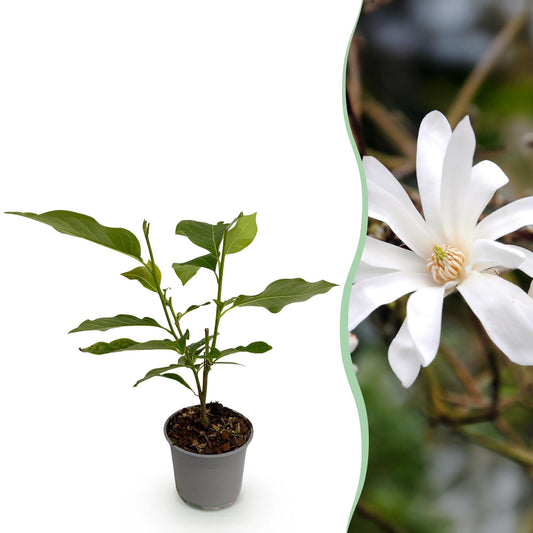 Garden Plant - Magnolia stellata - Flower White - 1 Plant - Deciduous - Low Maintenance - Pot 12cm Height 30cm