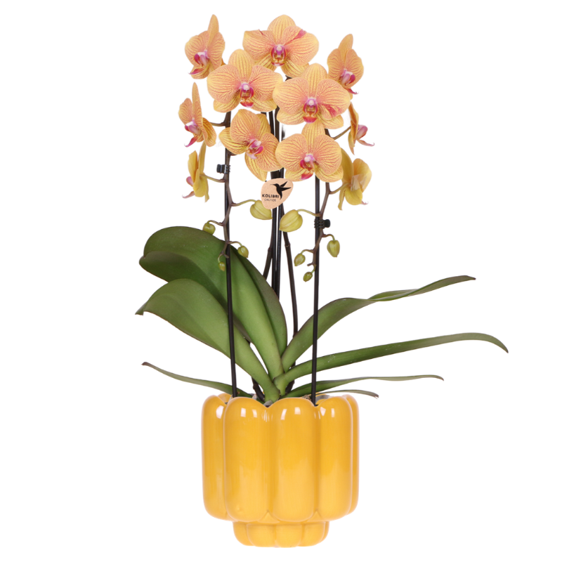 Hummingbird Orchids | Sunny Bunny orchid yellow/pink + Retro ochre decorative pot – pot size Ø12cm | flowering houseplant – fresh from the grower