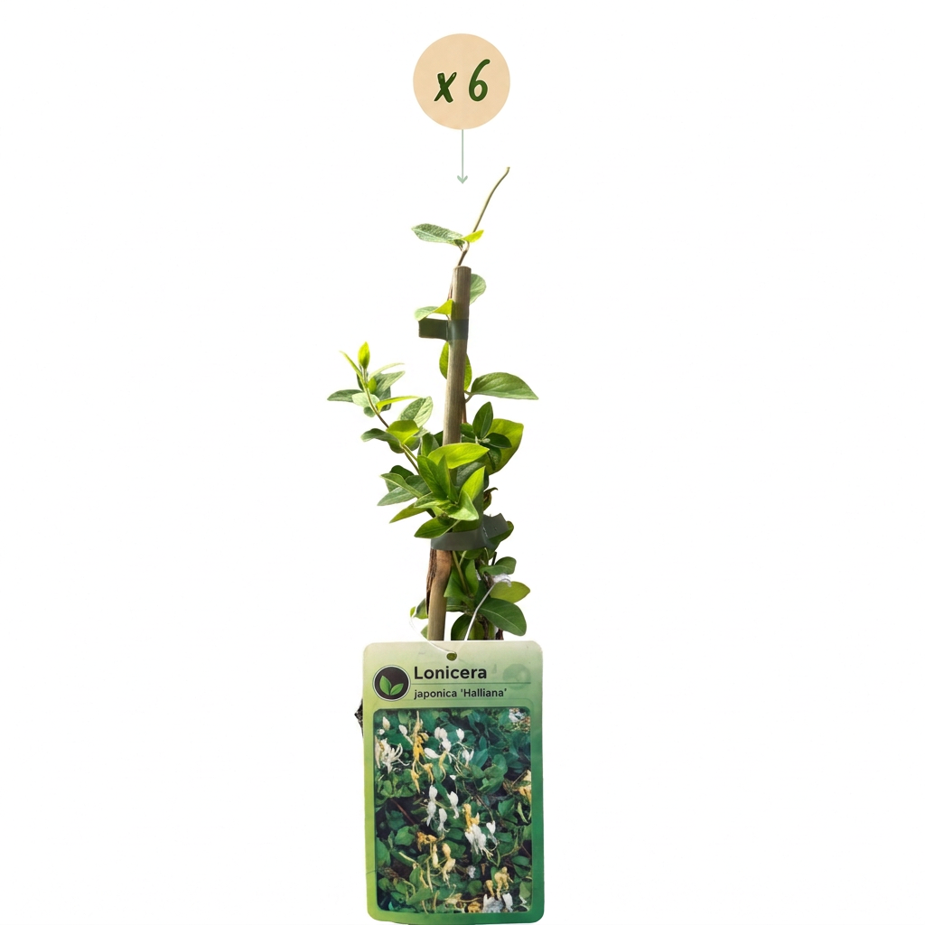 6x Lonicera jap. 'Halliana' - Japanse kamperfoelie - Wit - Geel - Klimplant - Ø9cm - ↕35cm