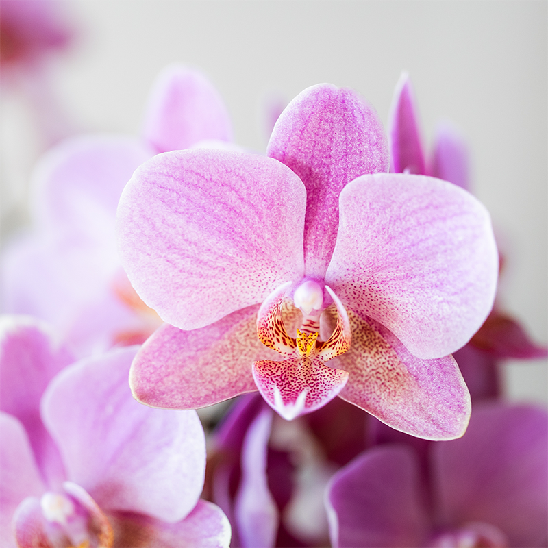 Kolibri Orchids | COMBI DEAL of 4 Phalaenopsis orchids - Treviso - pot size Ø9cm | flowering houseplant - fresh from the grower