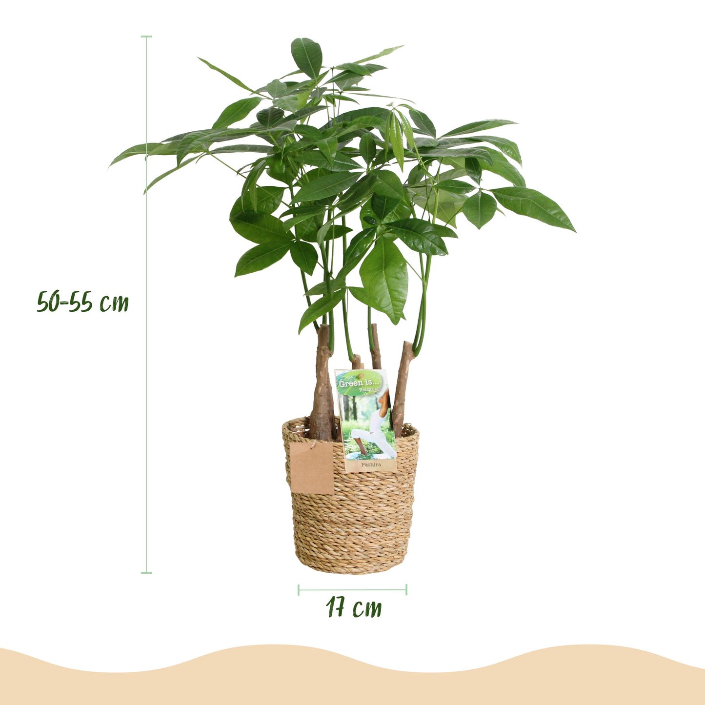 Green boutiQ - Houseplants - Pachira Aquatica multi stem - Money tree - Low maintenance - with basket - Green - 2 Plants - Pot 17cm - Height 50-55cm