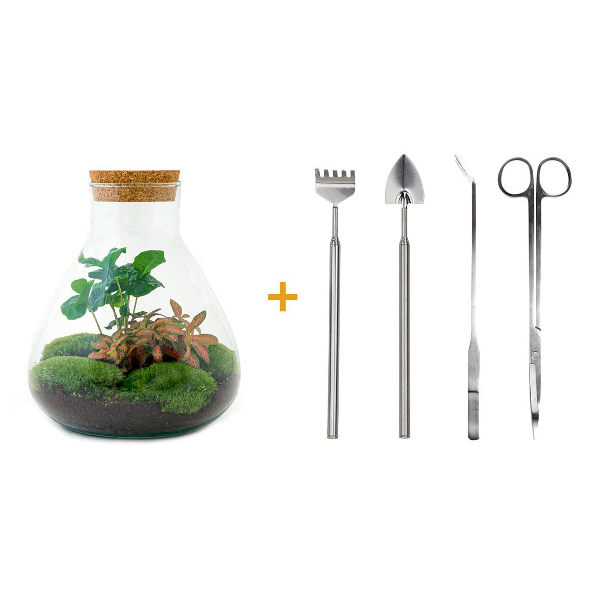 DIY terrarium - Sammie Coffea Red - Ø 22.5 cm ↑ 27 cm - Normal