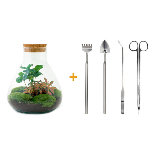 DIY terrarium - Sammie Coffea Red - Ø 22.5 cm ↑ 27 cm - Normal