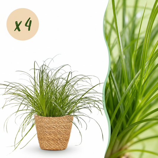 Houseplant - Cyperus alternifolius Zumula - Cat Grass - Pet-Friendly Plant - Green - 4 Plants - with Basket - Pot 12cm - Height 20cm