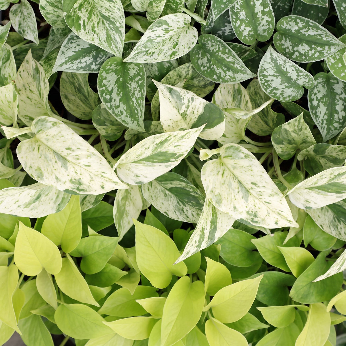 3x Epipremnum Tricolour - Yellow - Green - Cream - Tropical - Ø6cm - ↕20-25cm