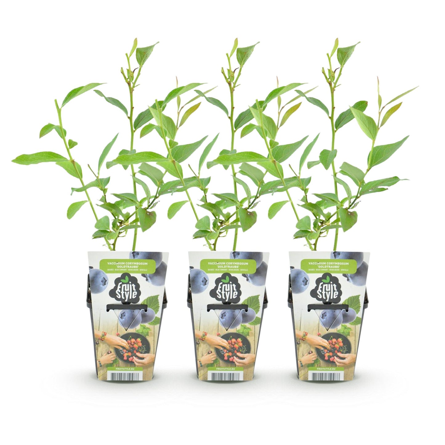 Green boutiQ - Piante da frutto - Mirtillo - Vaccinium corymbossum Goldtraube - Resistente al freddo - 3 piante - Vaso da 9 cm - Mirtillo