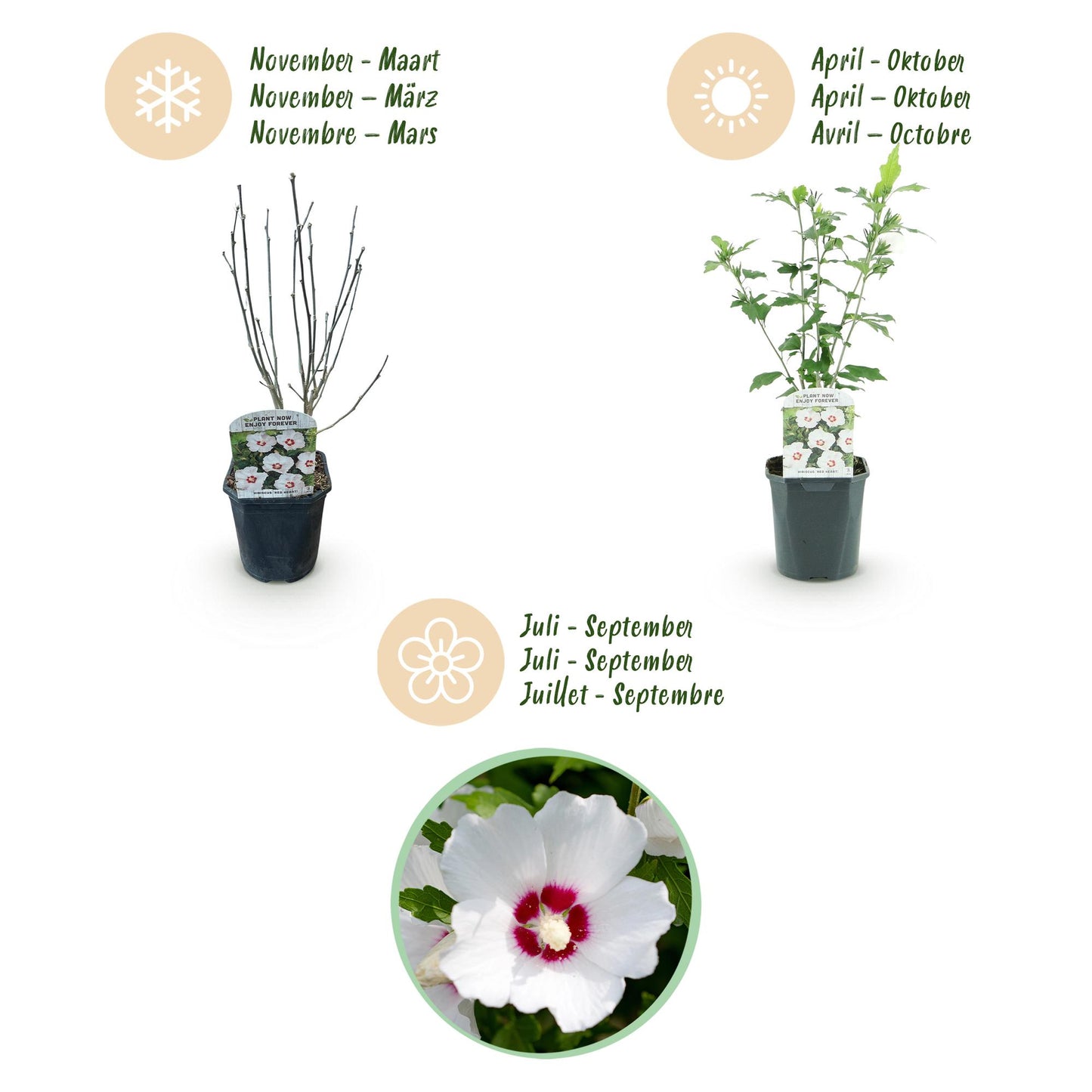Green boutiQ - Plante de Jardin - Hibiscus syriacus Red Heart - Hibiscus de Jardin - Rustique - Blanc - Rouge - 3 Plantes - Pot 17cm - Hauteur 45cm