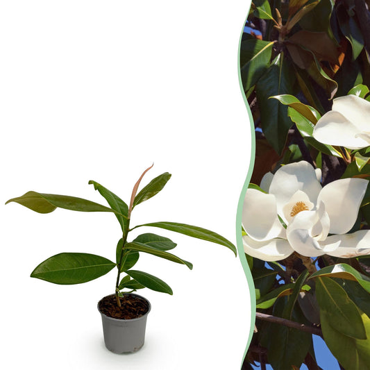 Garden plant - Magnolia grandiflora - White Flower - 1 Plant - Evergreen - Low Maintenance - Pot 12cm Height 30cm