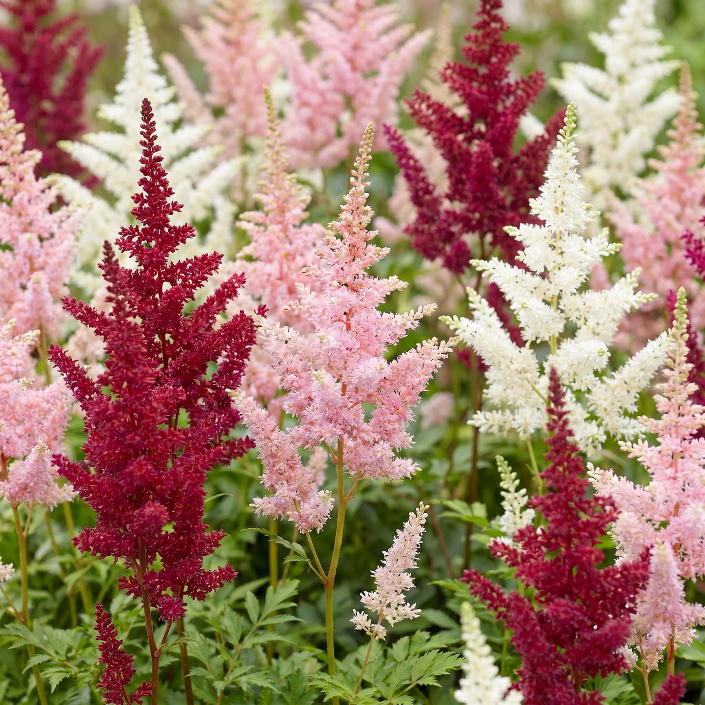 Pianta perenne - Astilbe Tricolour - Spirea - Ombra - Viola - Rosa - Bianco - 12 Piante - Vaso 11cm - Altezza 15-25cm