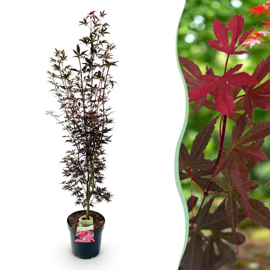 Garden Plant - Acer palmatum Skeeters Broom - Japanese Maple - Deciduous - Red - 1 - Pot 26cm - Height 90cm