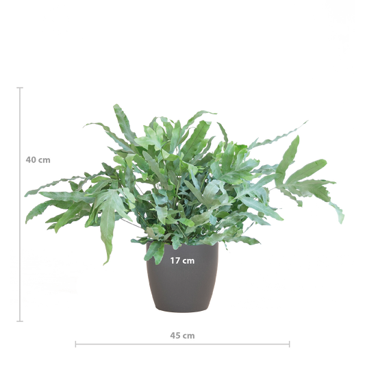 Phlebodium Aureum 'Blue Star' met Viber grijs - 40cm - Ø17
