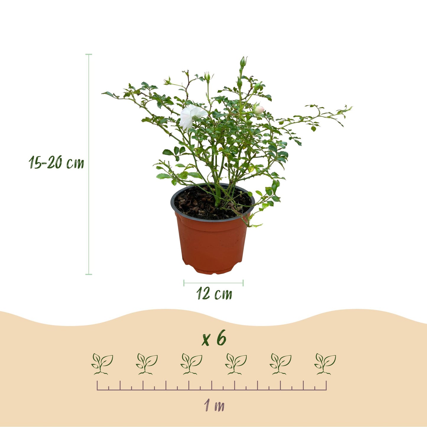 Tuin Roos - Rosa White Fairy - Roos - Winterhard - Wit - 1 Plant - Pot 12cm - Hoogte Hoogte 20-25cm
