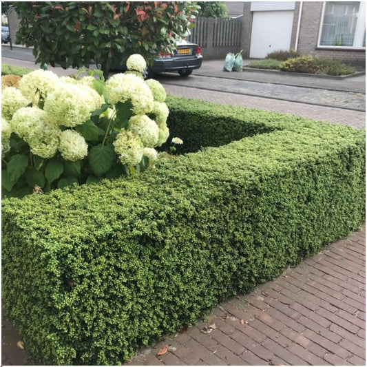 Plants by Frank - Siepe di agrifoglio da 1 metro - Ilex crenata 'Jenny'® - Set di 6 piante da siepe resistenti - Siepe sempreverde - Appena consegnate dal vivaio