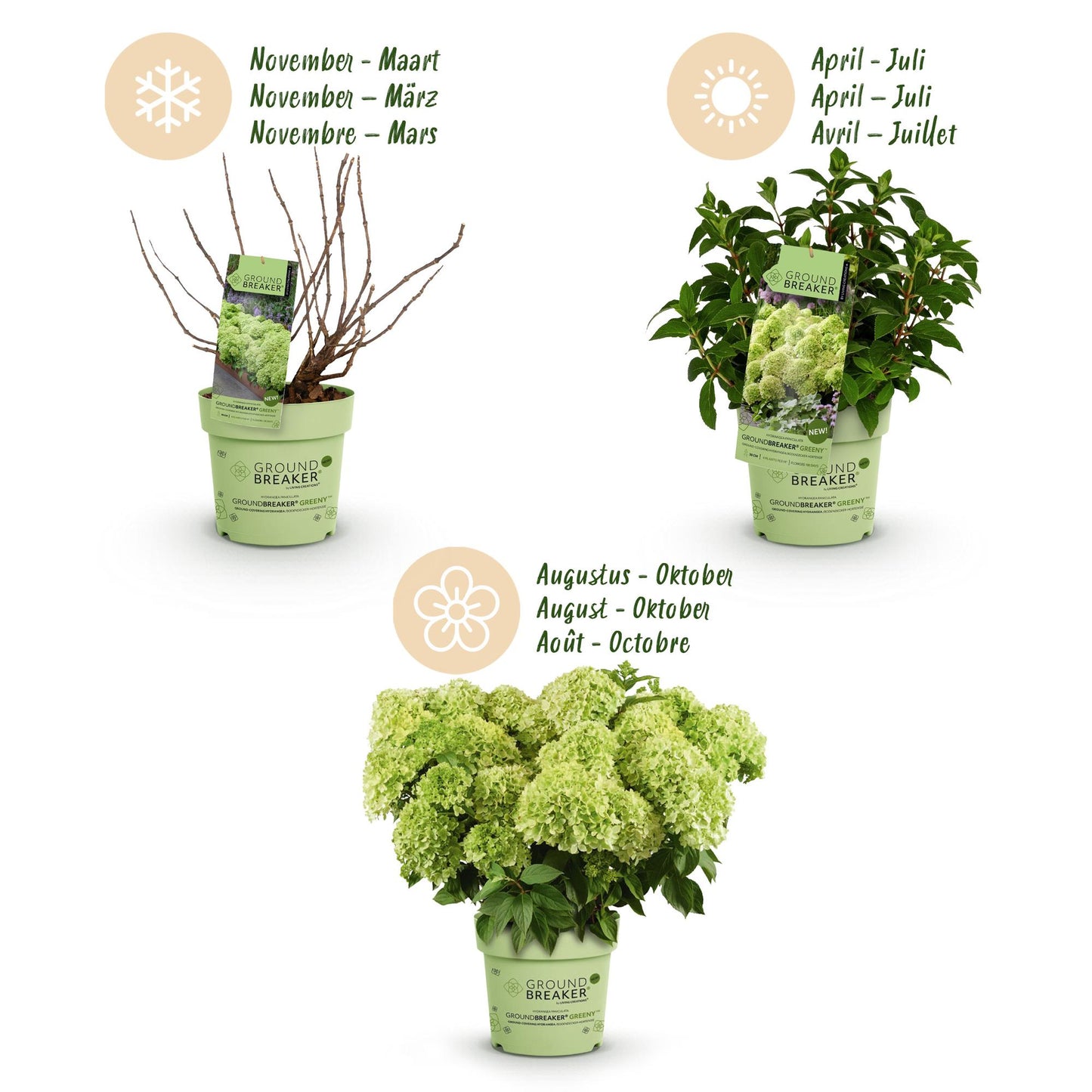 Green boutiQ - Pianta da Giardino - Hydrangea paniculata Groundbreaker Greeny - Ortensia Paniculata - Resistente - Crema - 1 Pianta - Vaso 14cm - Altezza 20-25cm