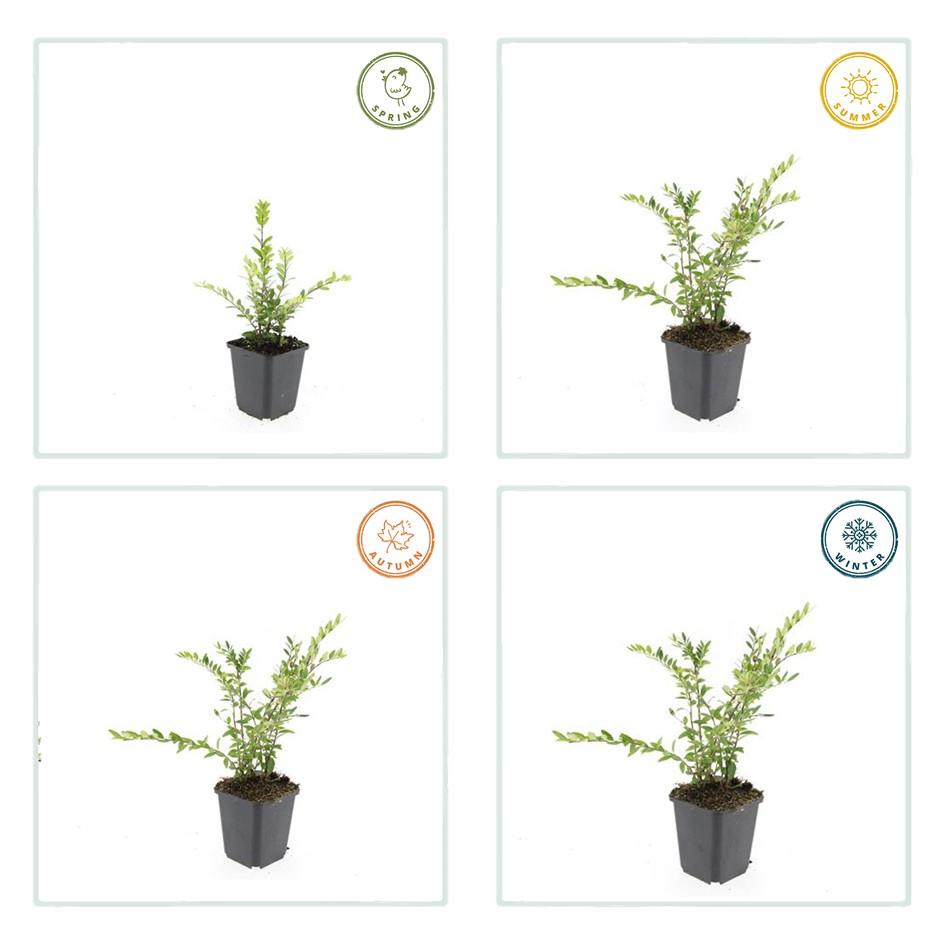 48x Lonicera pileata 'Purple Pearl' - ↕10-25cm - Ø9cm