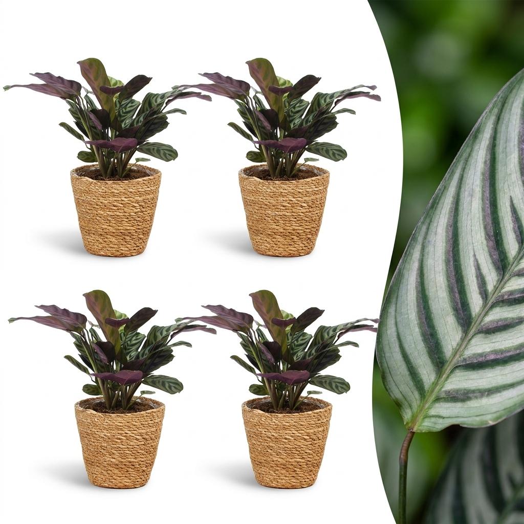 Green boutiQ - Ctenanthe Burle Marxii - Fishbone Prayer Plant - 4 Plants - with Basket - Pot 12cm - Height 30cm